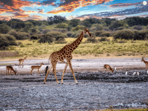 ทัวร์แอฟริกาใต้ 8 วัน 6 คืน