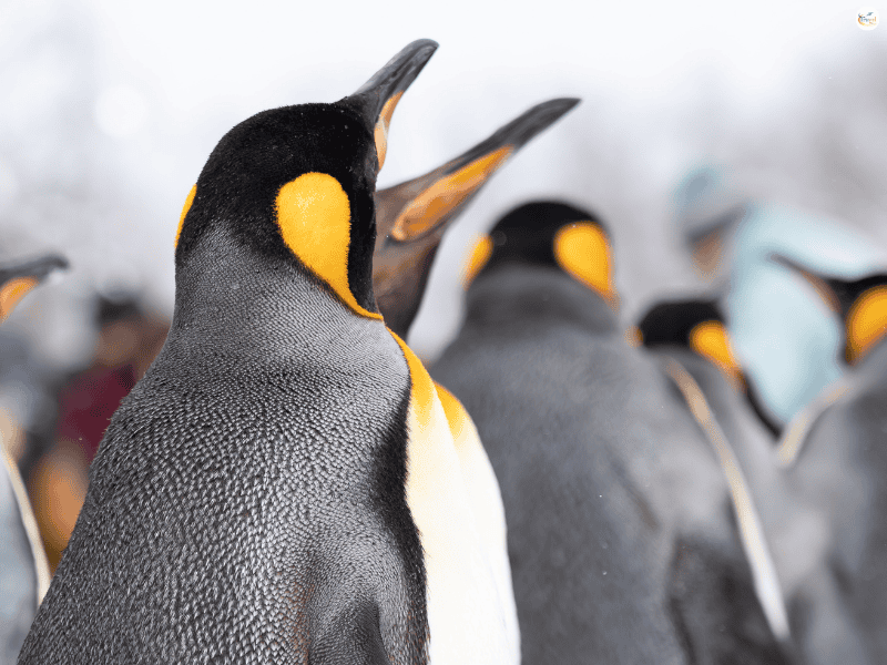 เที่ยวฮอกไกโด เดือนไหนดี